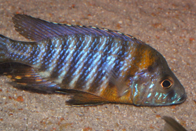 Aulonocara saulosi 'Likoma Island'